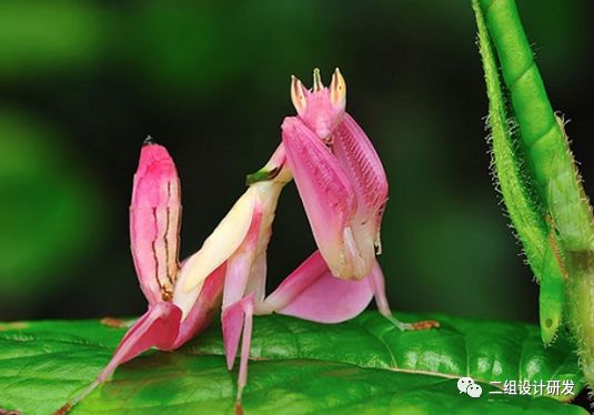魔花螳螂二组设计研发
