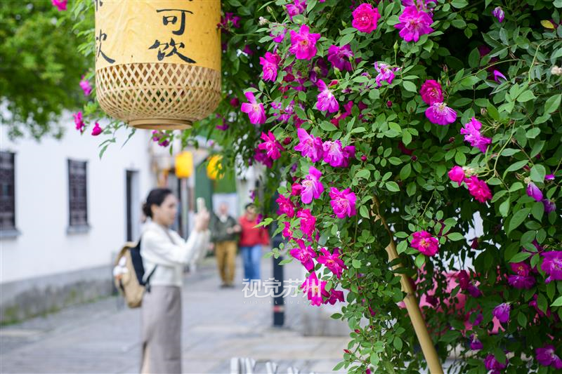 市内悬桥巷一株蔷薇攀墙绽放，红绿相间的花墙与黛瓦相映成趣，吸引了不少市民目光。