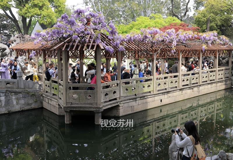 古典园林狮子林紫藤盛放，吸引众多游客目光，成为春日里的一道亮丽风景线。