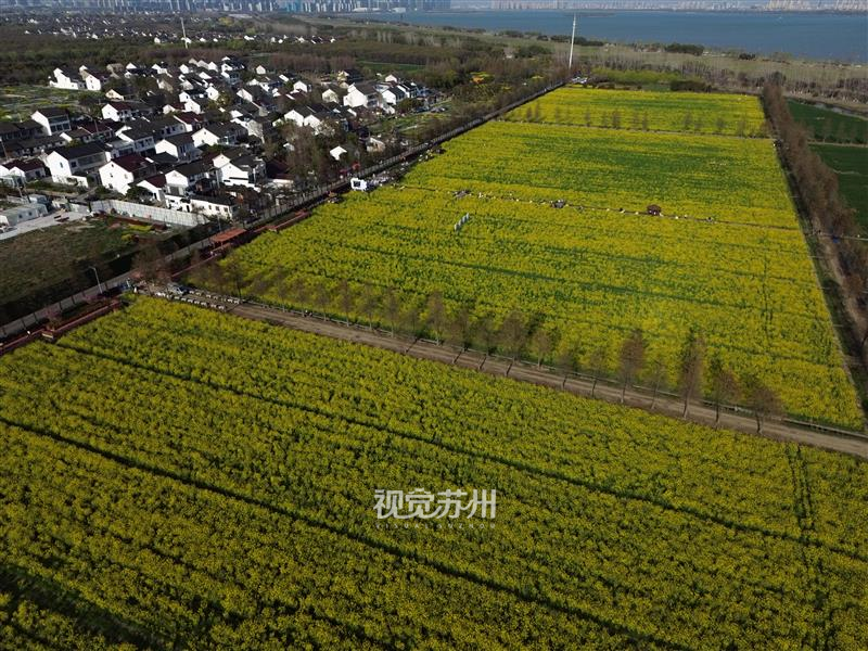 3月28日，吴中区林渡暖村油菜花进入盛花期，成片油菜花组成花海，周末吸引了许多游客前来观赏打卡。