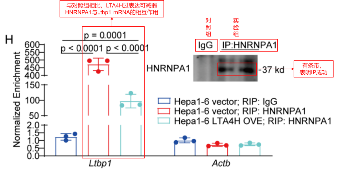 RIP结果解读-辉骏生物RIP客户高分文献