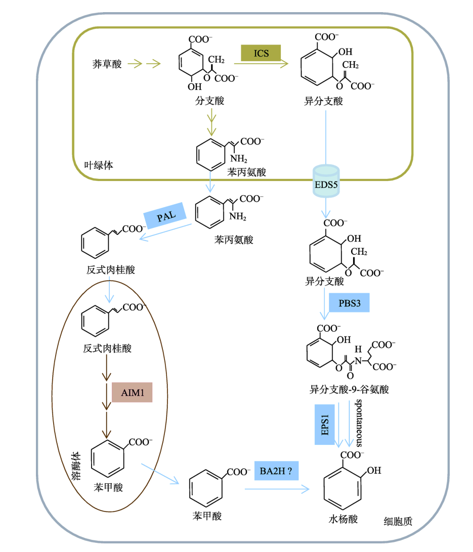 已知 pal 和 aim (abnormal inflorescence meristem 1)分别是催化