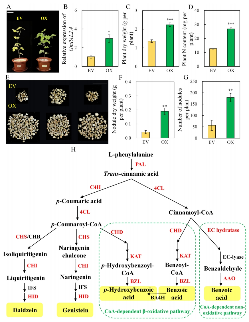 华南农业大学王秀荣团队发现丛枝菌根真菌通过诱导特定根系分泌物促进大豆结瘤固氮