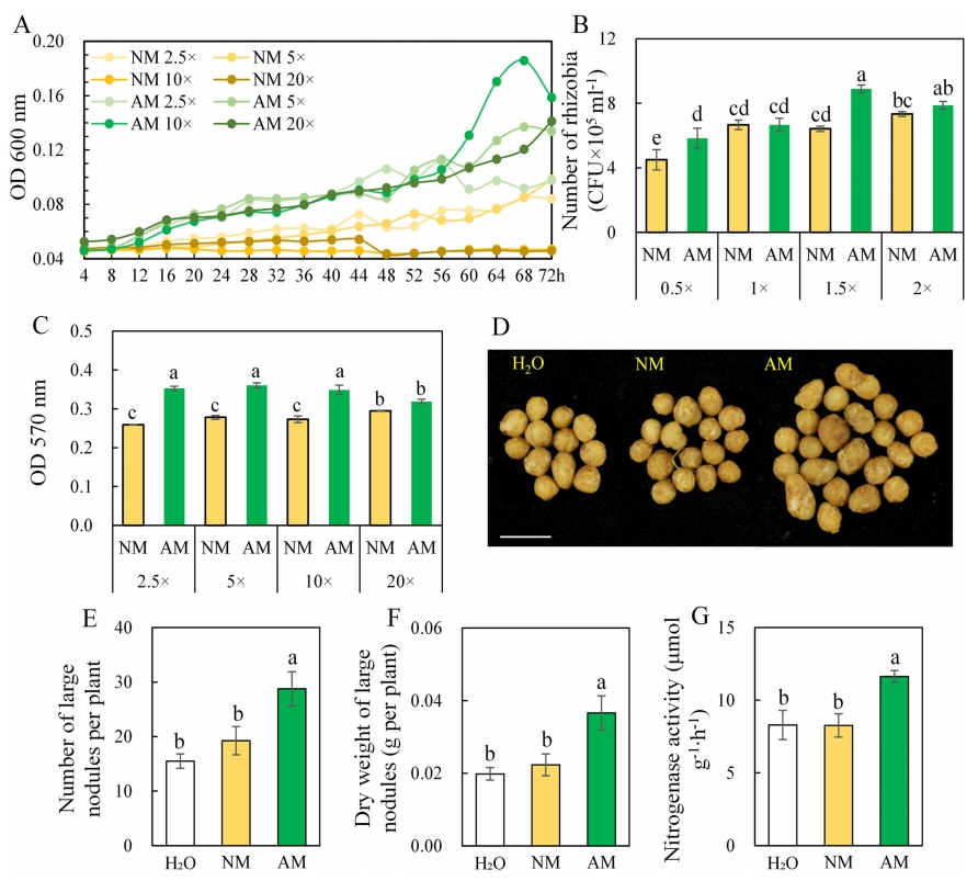 华南农业大学王秀荣团队发现丛枝菌根真菌通过诱导特定根系分泌物促进大豆结瘤固氮