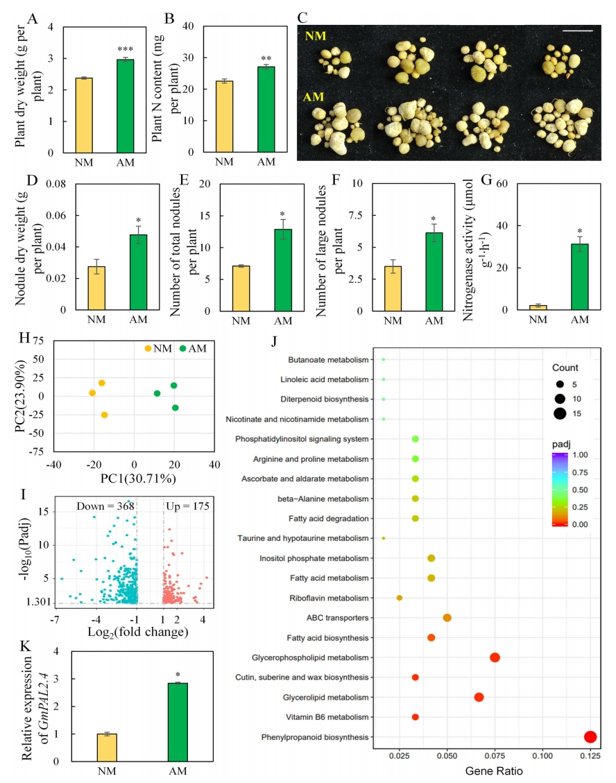 华南农业大学王秀荣团队发现丛枝菌根真菌通过诱导特定根系分泌物促进大豆结瘤固氮