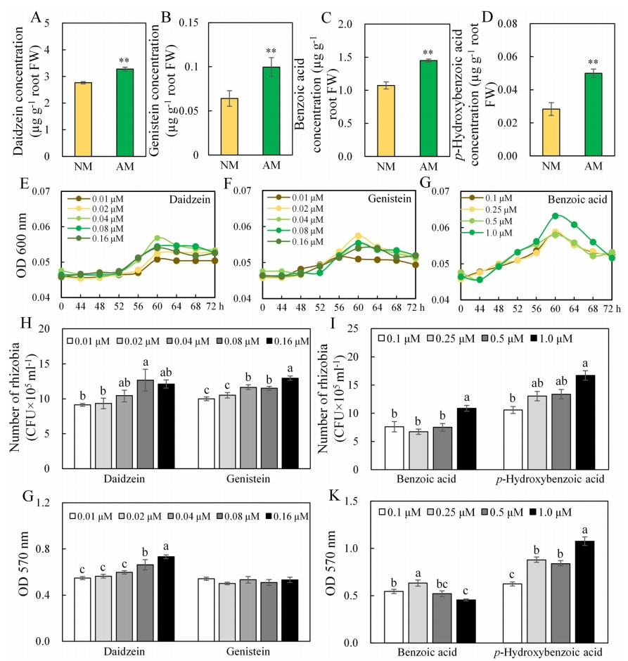 华南农业大学王秀荣团队发现丛枝菌根真菌通过诱导特定根系分泌物促进大豆结瘤固氮