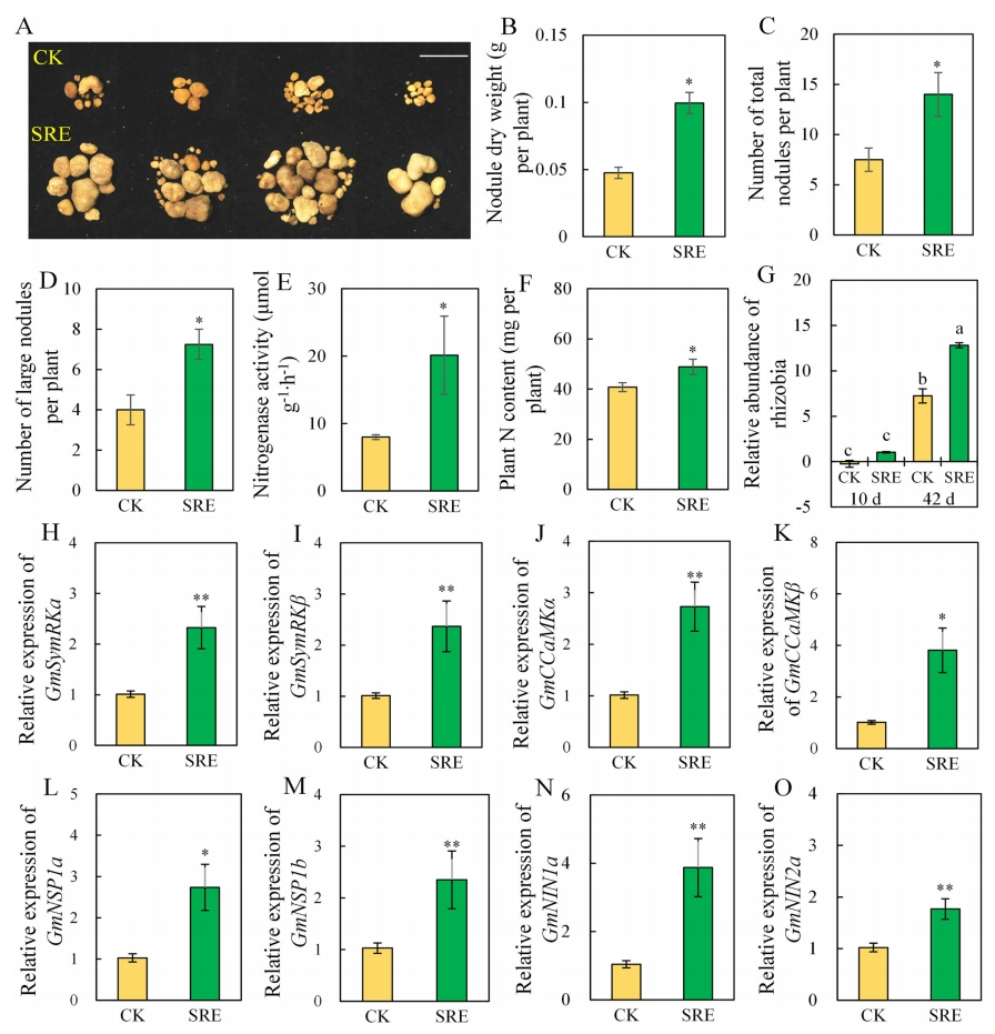 华南农业大学王秀荣团队发现丛枝菌根真菌通过诱导特定根系分泌物促进大豆结瘤固氮