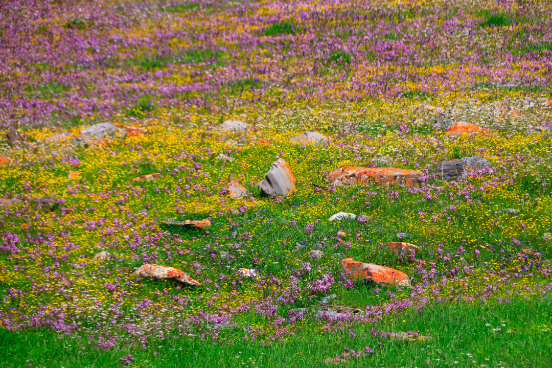 中国唯一门票全免的城市，藏着全国首个国家公园，每年只有2000人能进，比西藏更神秘