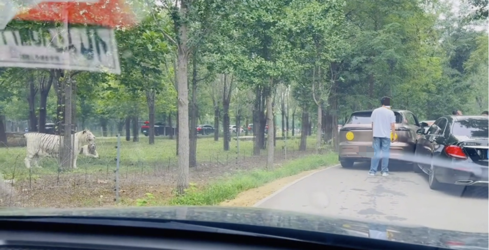 车辆追尾游客理论 猛兽区老虎围观,两车在野生动物园猛兽区剐蹭，车主下车沟通老虎一旁..