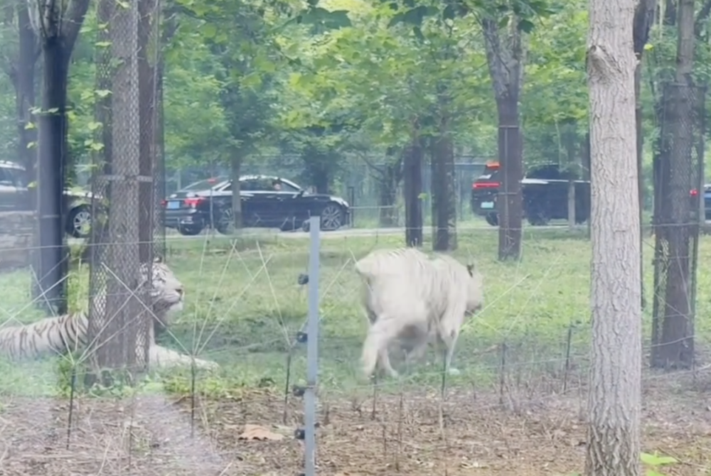 车辆追尾游客理论 猛兽区老虎围观
