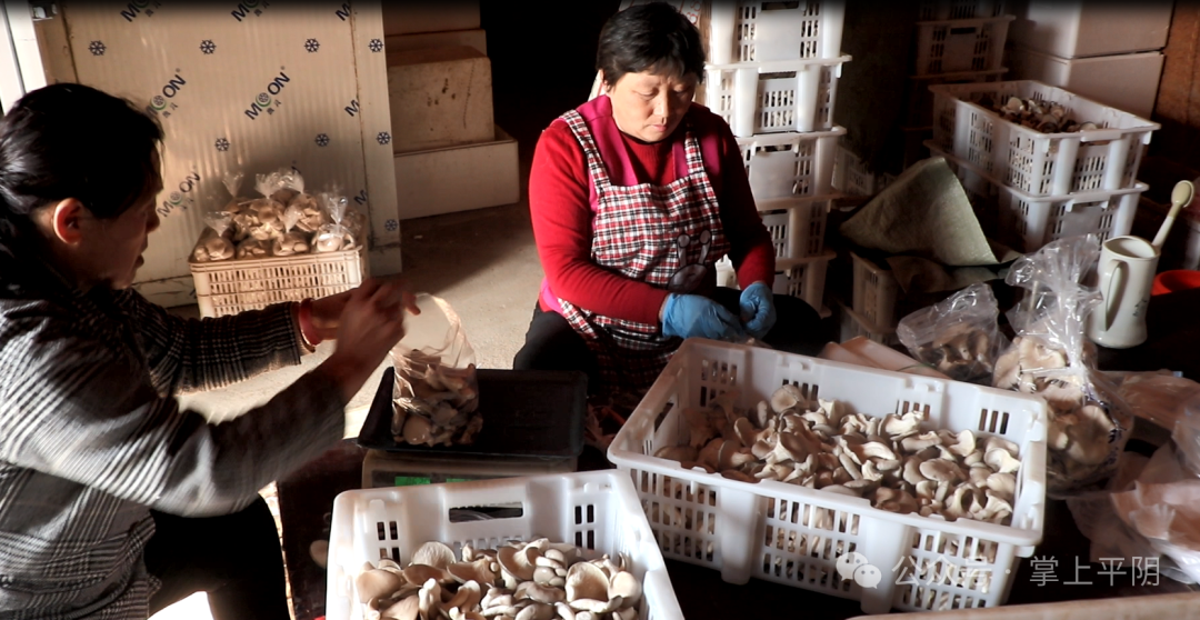 孔村镇小菌菇撑起百姓就业增收的致富伞