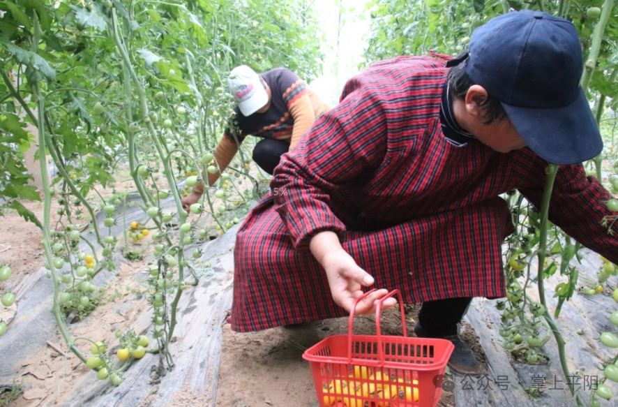 新春走基层安城镇大棚蔬果长势好绿色产业发展旺