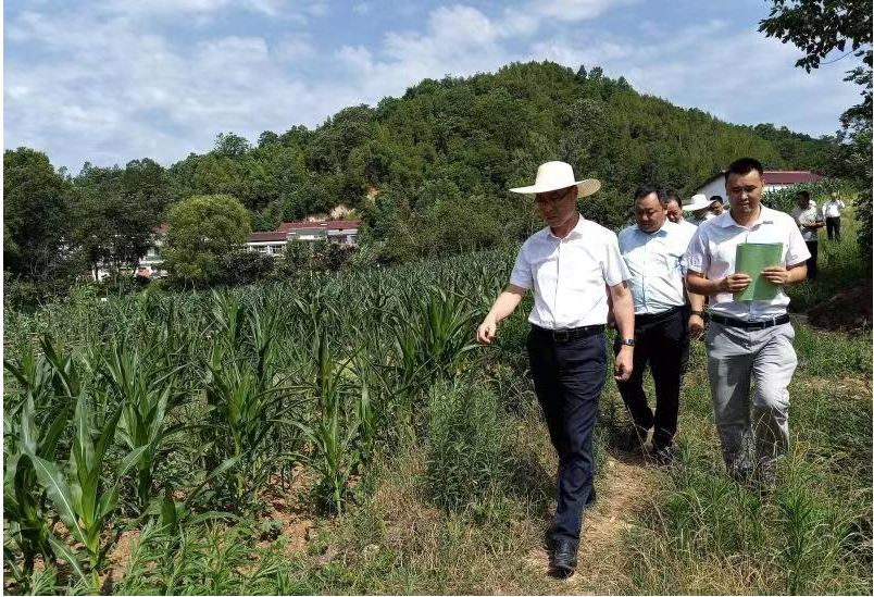 李国鸿主任到槐树关镇交办任务清单调研指导重点帮扶村巩固衔接示范村