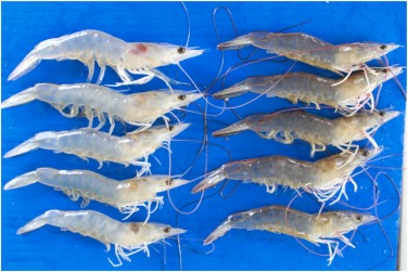 对虾出现黑鳃、白肌、体色发白？这种细菌感染值得关注！