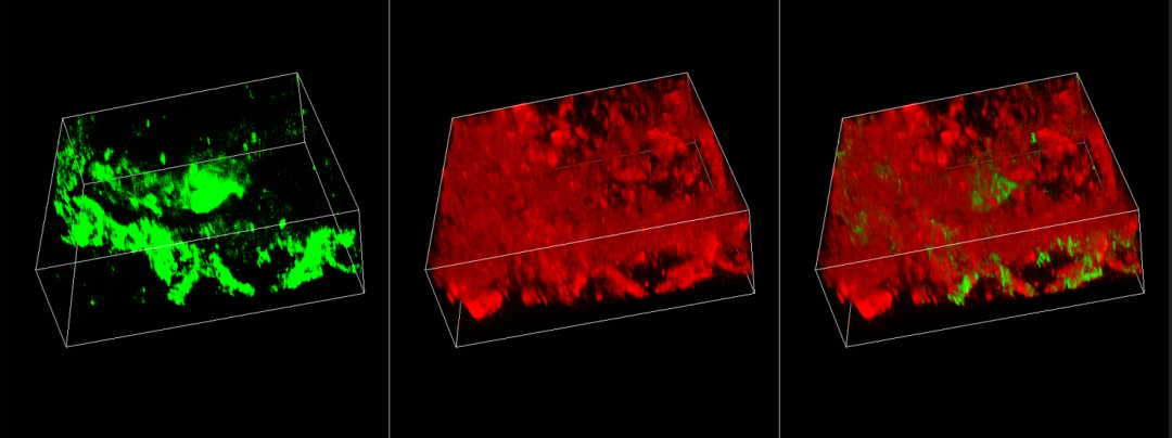 科研路上的同行者 | 2024 SOPTOP客戶文獻(xiàn)盤點(diǎn)