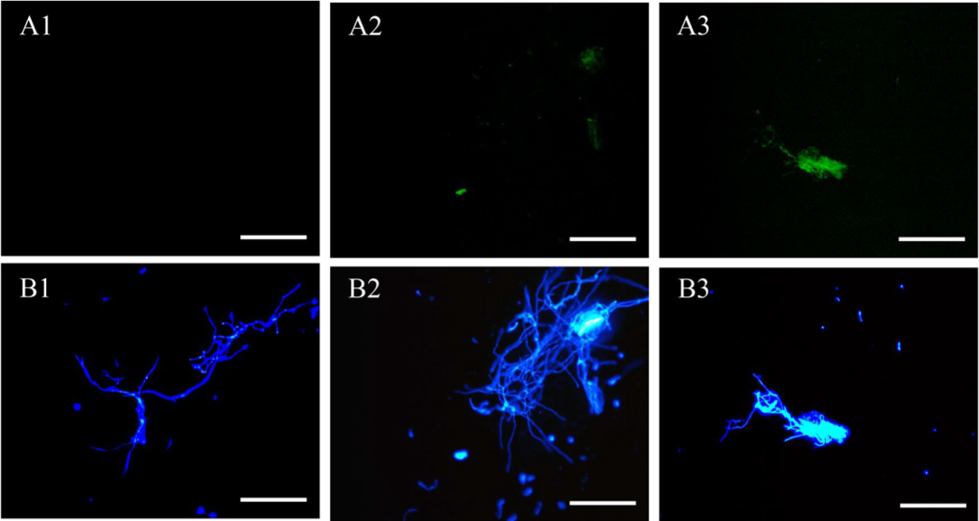 科研路上的同行者 | 2024 SOPTOP客戶文獻(xiàn)盤點(diǎn)