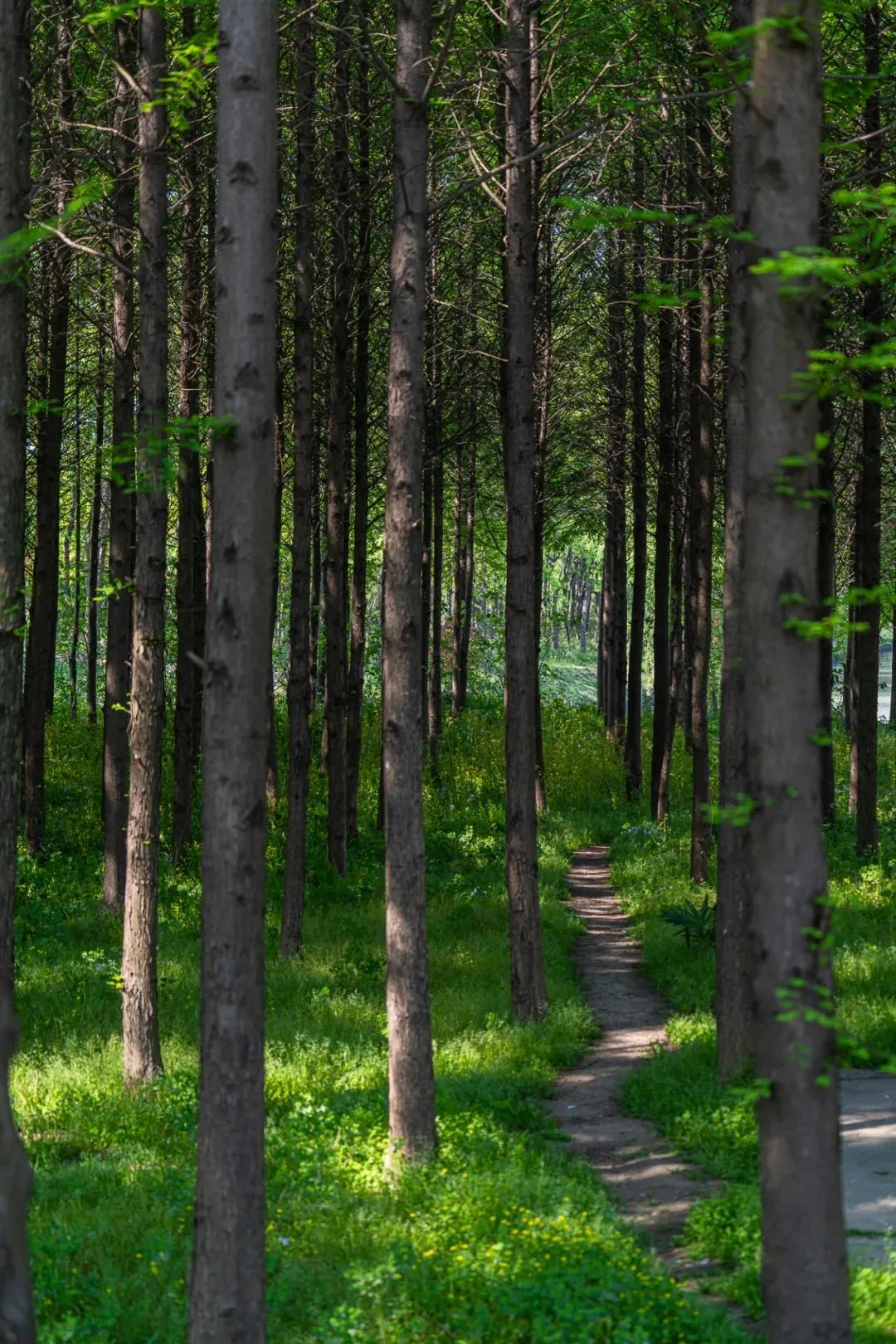 不出上海,独享这片湖泊森林