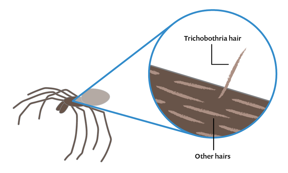 COMSOL多物理场仿真：蜘蛛会飞吗的图5