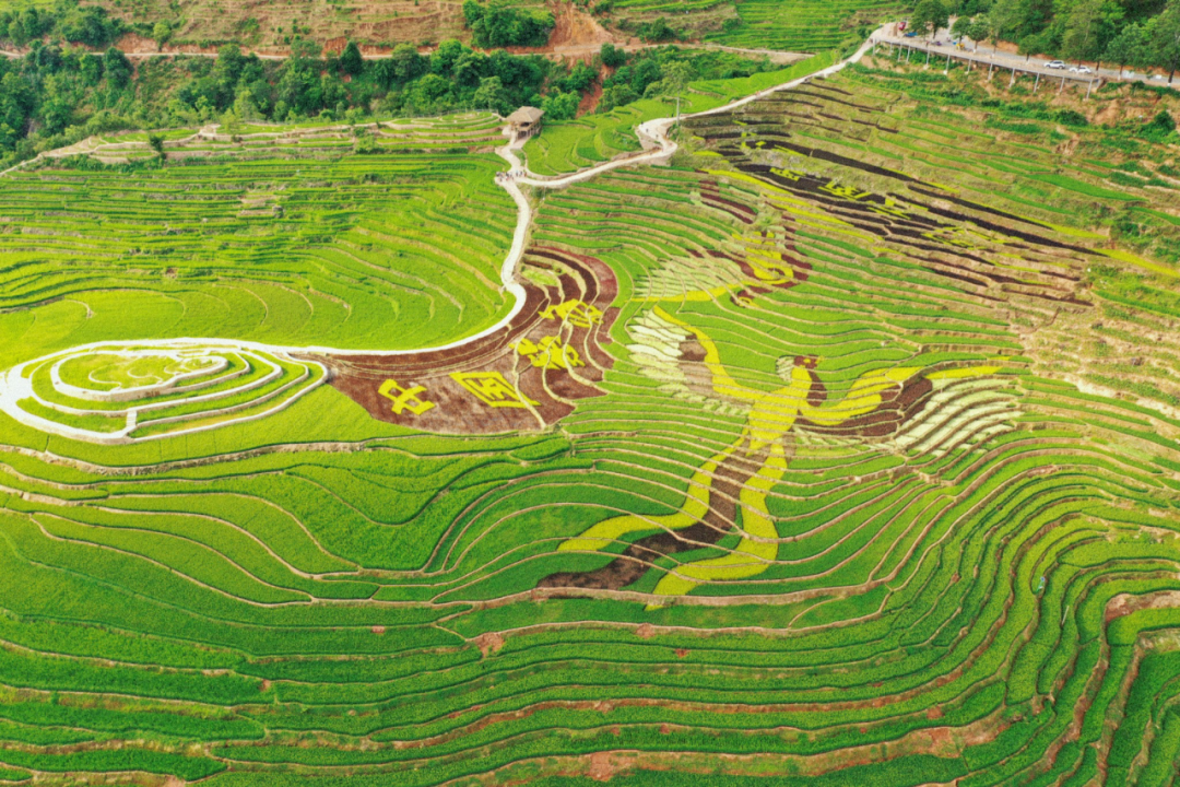 普洱墨江稻田为纸禾苗为墨彩色稻田成夏日休闲打卡点