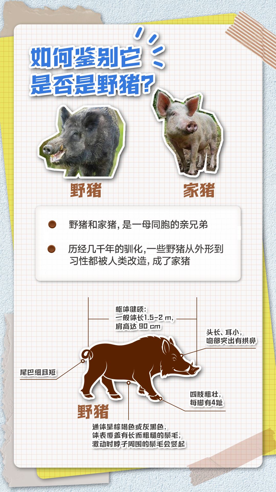 【社会新闻】频频“肇事”上热搜，野猪“撒野”怎么办？