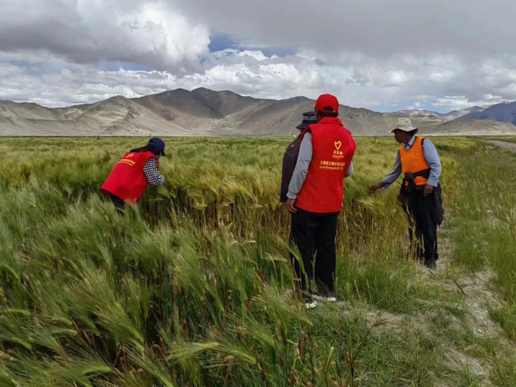 区党委组织部驻定结县江嘎村工作队以招商引资方式发展现代温室产业助