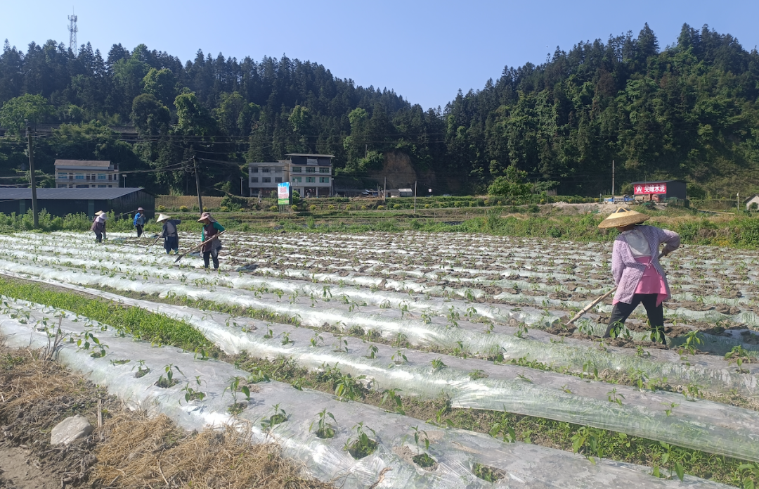 黄平县上塘镇:加强辣椒"夏管",奏响致富"椒"响曲