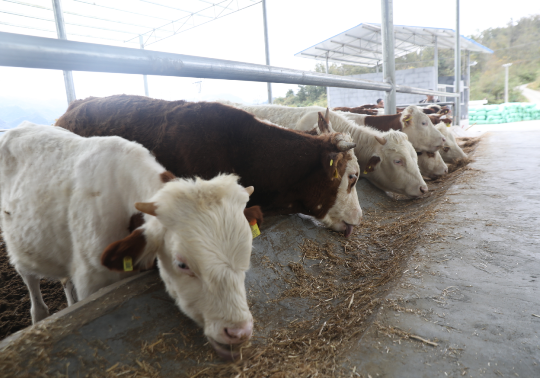 肉牛养殖惠民强县沿河新景镇发酵床养殖肉牛蹚出振兴牛路子