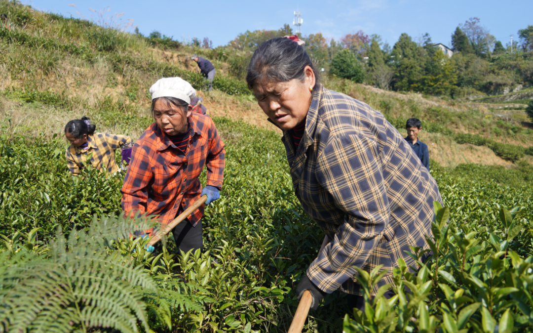 沿河中寨鎮萬畝茶園掀起冬季管護熱潮