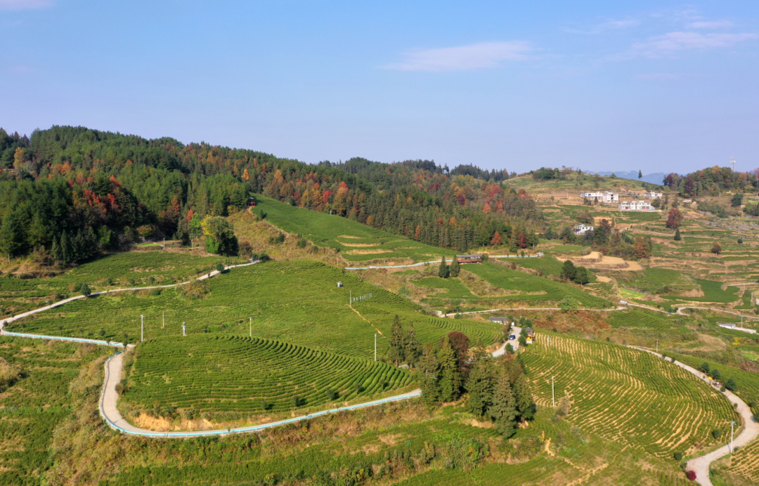 沿河中寨镇万亩茶园掀起冬季管护热潮