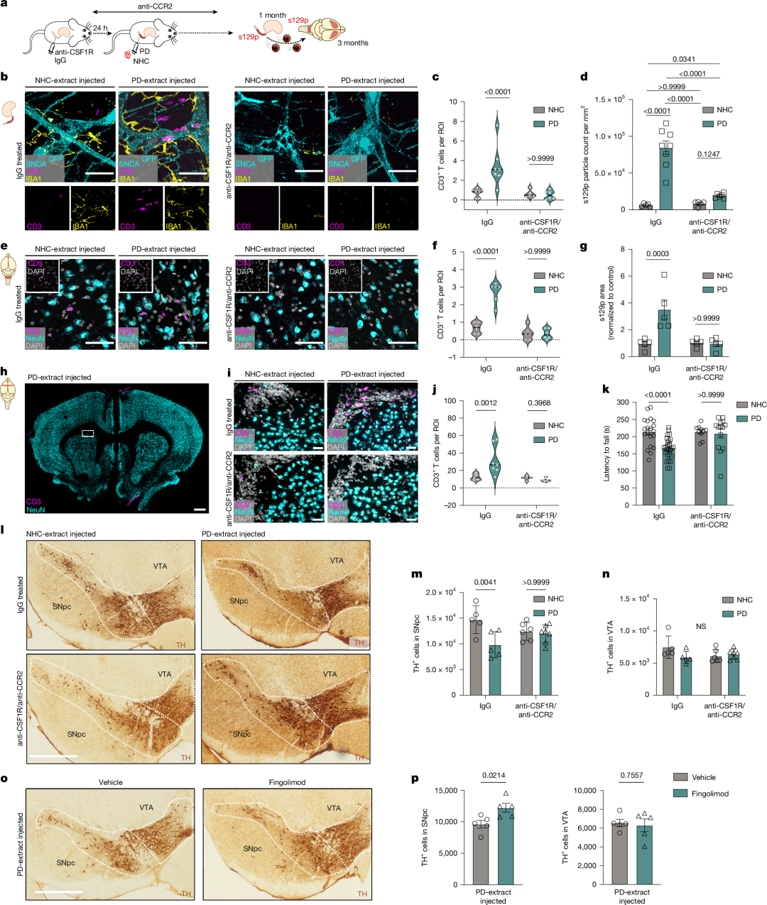 Fig. 5: Directed depletion of ME-Macs ameliorates αS pathology, prevents T cell expansion and improves motor behaviour.