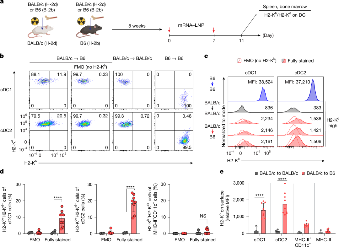 Fig. 3: cDCs acquire MHC-I from non-haematopoietic cells and prime CD8+ T cells.