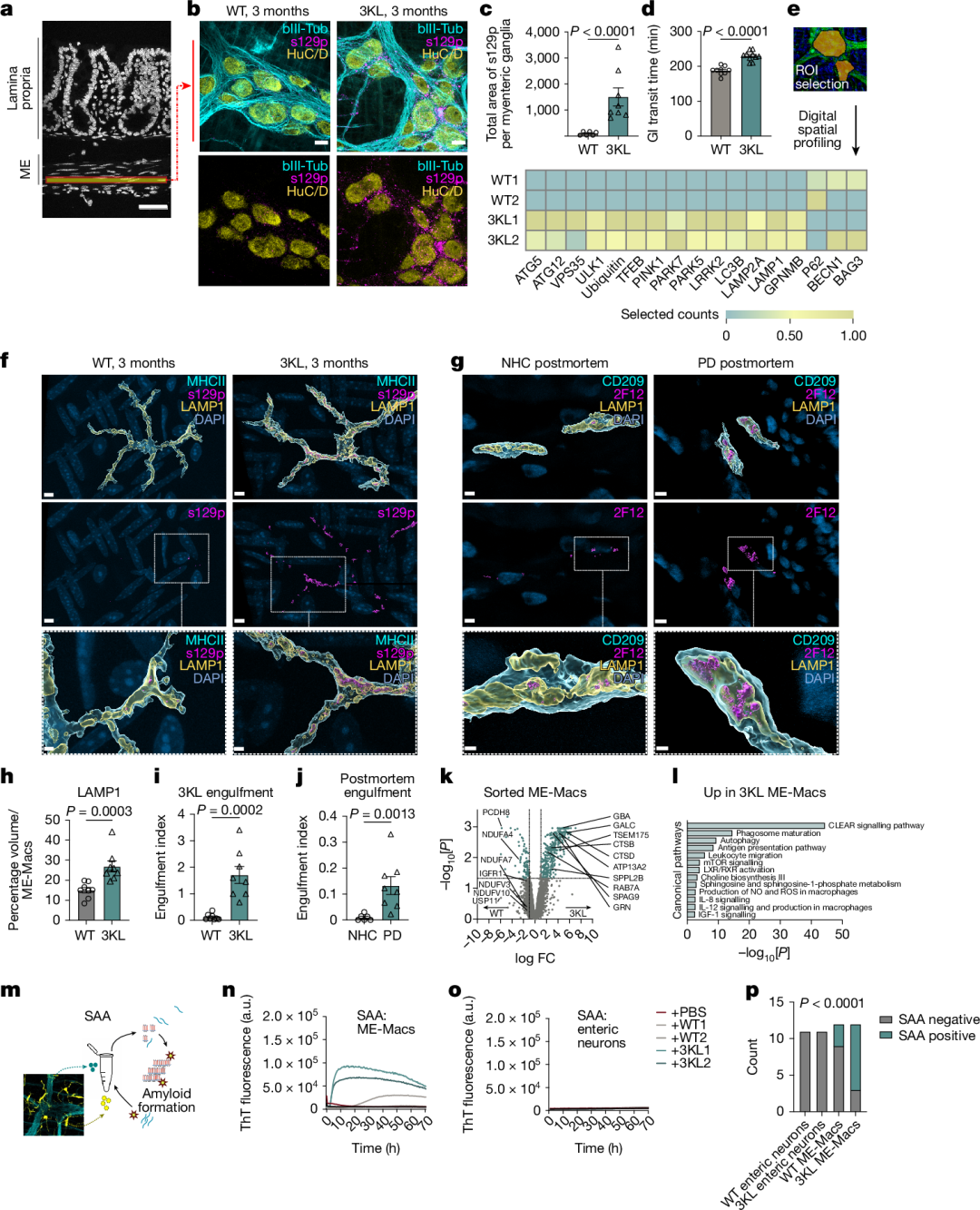 Fig. 1: ME-Macs engulf and modify αS pathology in 3KL αS transgenic mice.
