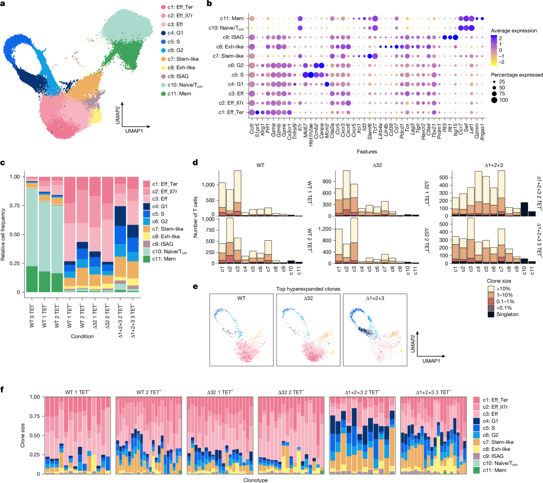 Fig. 5: Distinct profiles of CD8+ T cells primed by cDC1 or cDC2 cells.