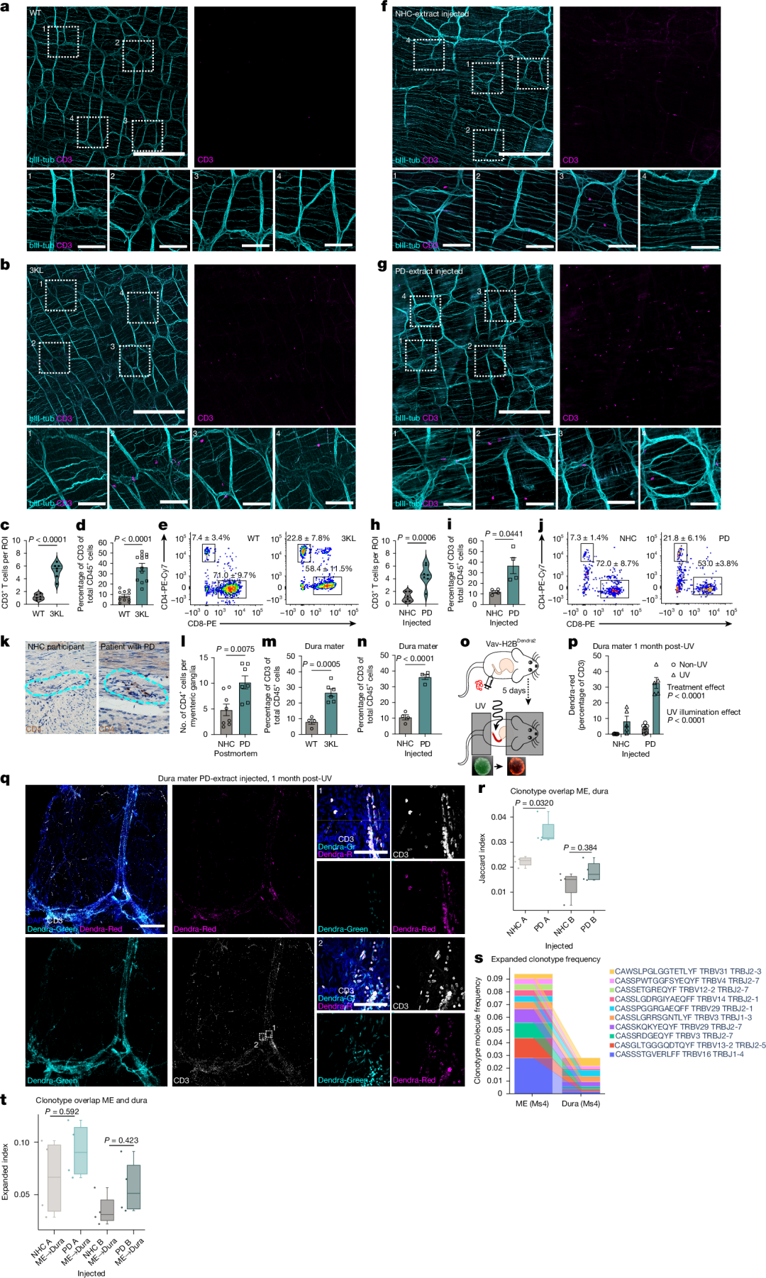Fig. 3: T cells expand in the ENS and travel to the CNS in synucleinopathy.