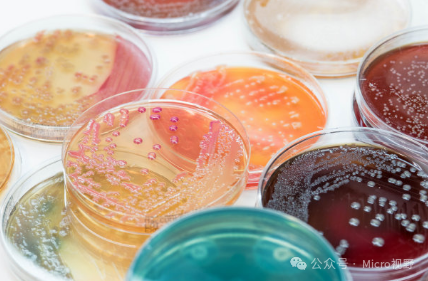 环凯培养基-培养皿