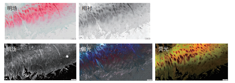超快光學層切全景掃描系統