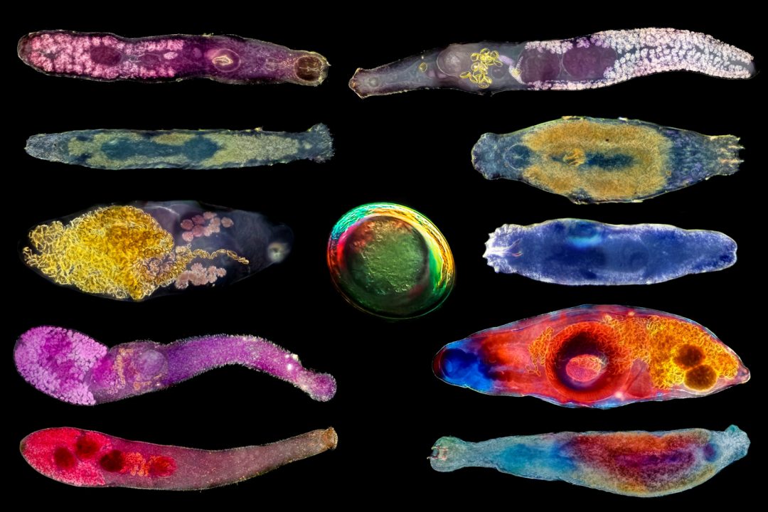 EVIDENT第五屆全球顯微圖像大賽獲獎(jiǎng)作品揭曉