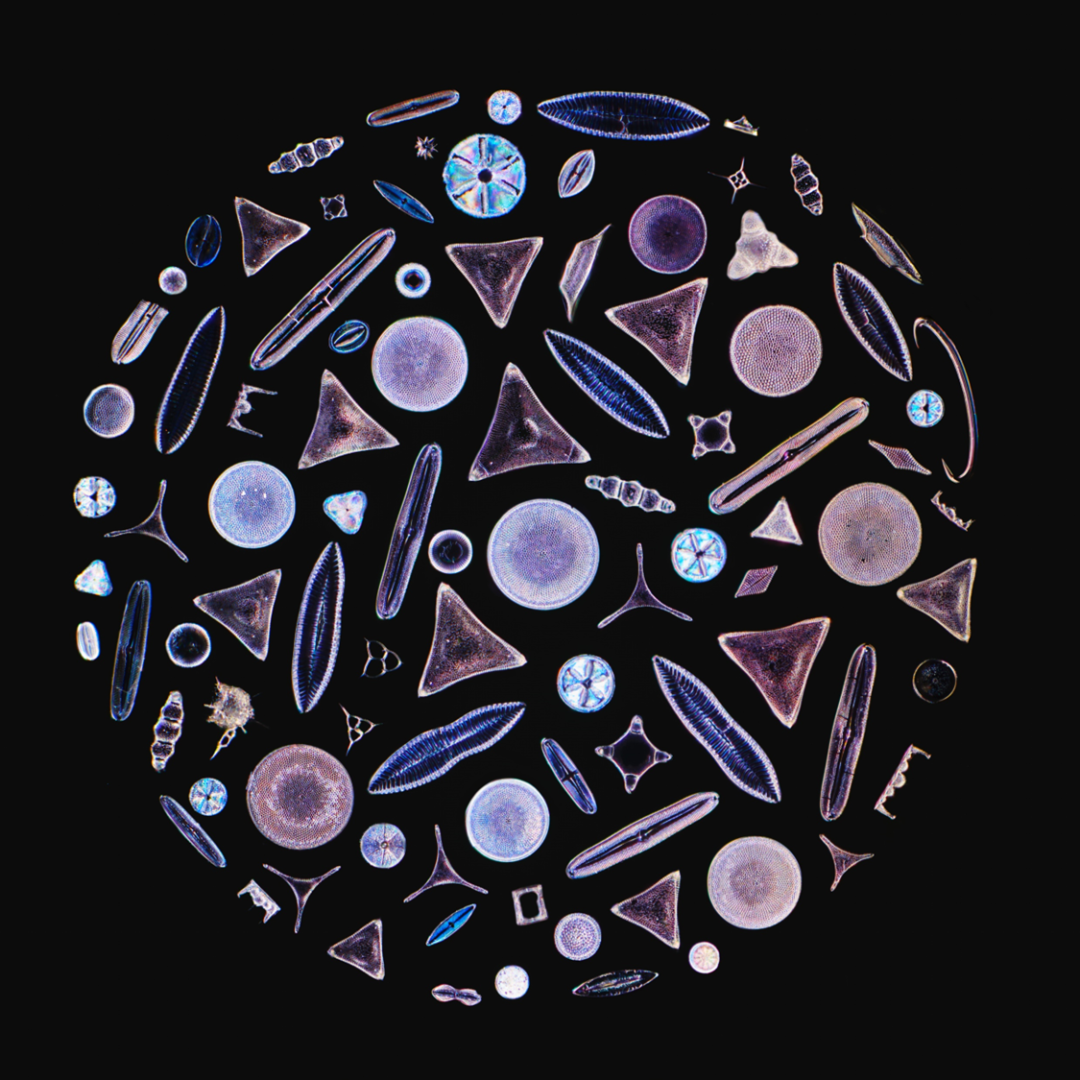 EVIDENT第五屆全球顯微圖像大賽獲獎(jiǎng)作品揭曉