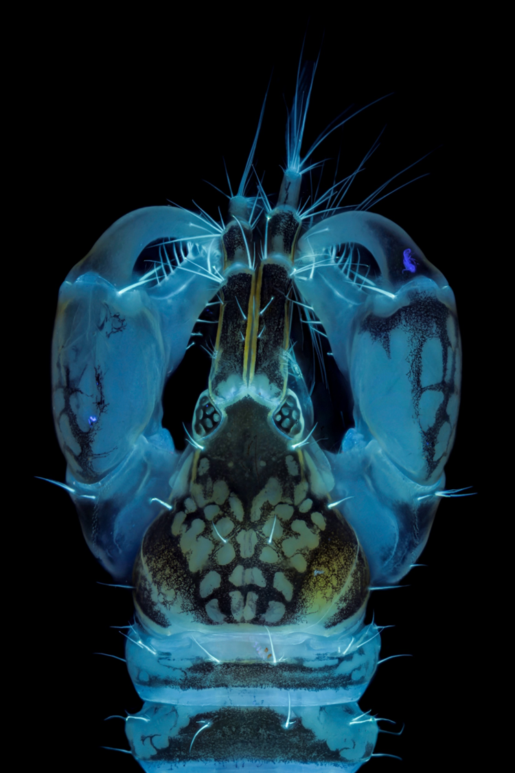 EVIDENT第五屆全球顯微圖像大賽獲獎(jiǎng)作品揭曉