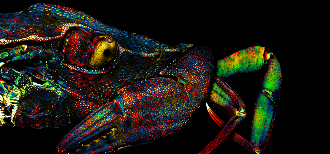 EVIDENT第五屆全球顯微圖像大賽獲獎(jiǎng)作品揭曉