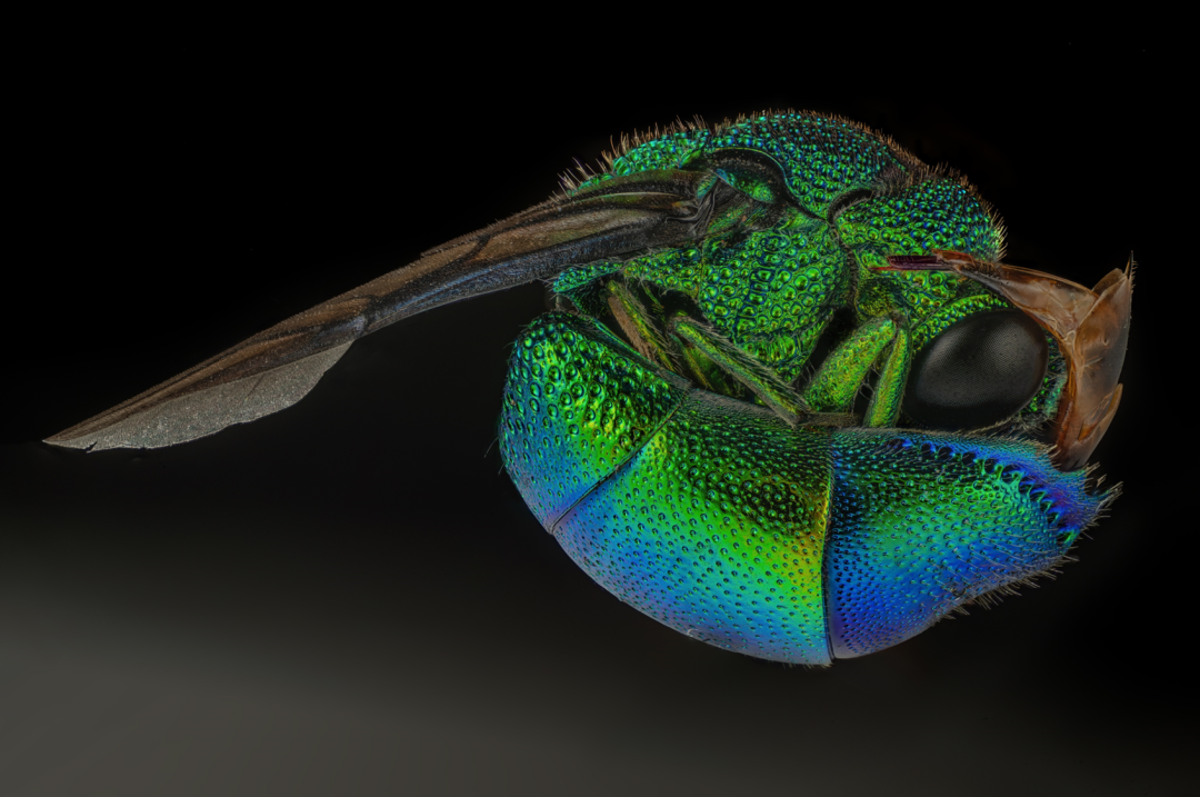 EVIDENT第五屆全球顯微圖像大賽獲獎(jiǎng)作品揭曉