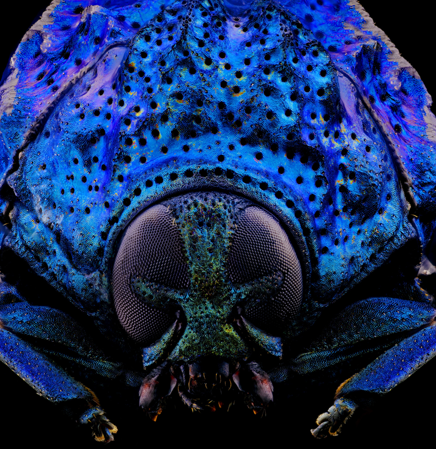 EVIDENT第五屆全球顯微圖像大賽獲獎(jiǎng)作品揭曉