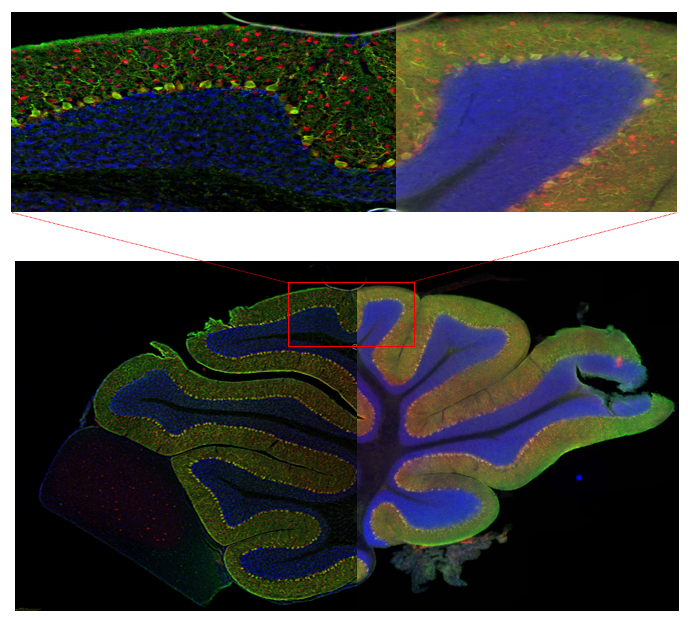 超快光學層切全景掃描系統