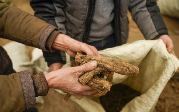 中药材价格翻倍医生称不敢给患者开丨稽查部门调查五月天假唱