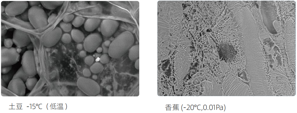 黑白之间的微观真相：扫描电镜与原位SEM如何揭示材料结构与演化
