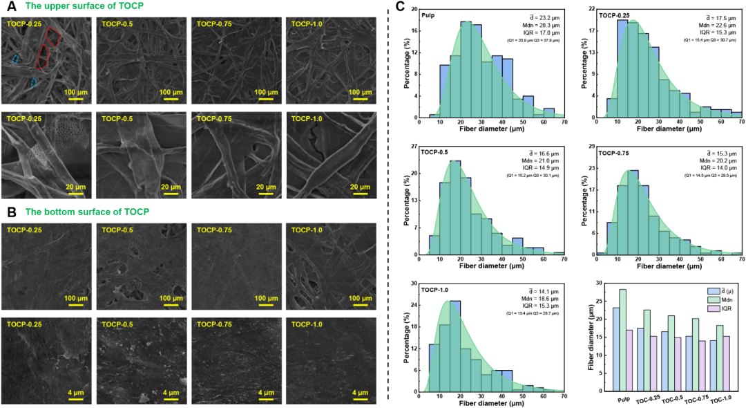扫描电镜 | 低介电常数可调 TEMPO 氧化纤维素手抄纸用于高性能印刷电子基板