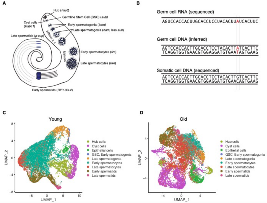 2岁明星再当爸？别闹，这些危害90%的人都不知道！"