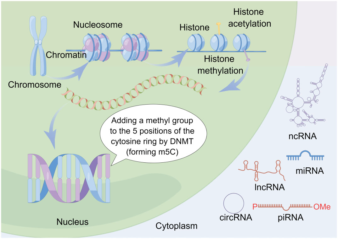 试管婴儿反复受精失败，基因可能要背锅！