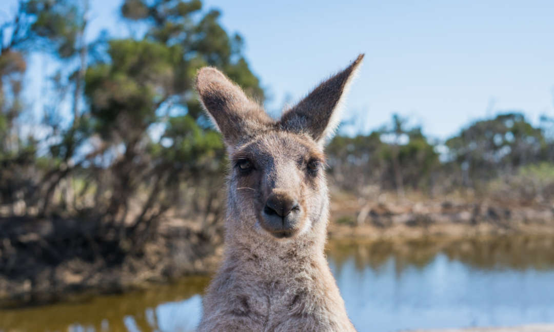 澳洲留学九大真香定律,你中了哪条? 澳洲留学九大真香定律,你中了哪条?