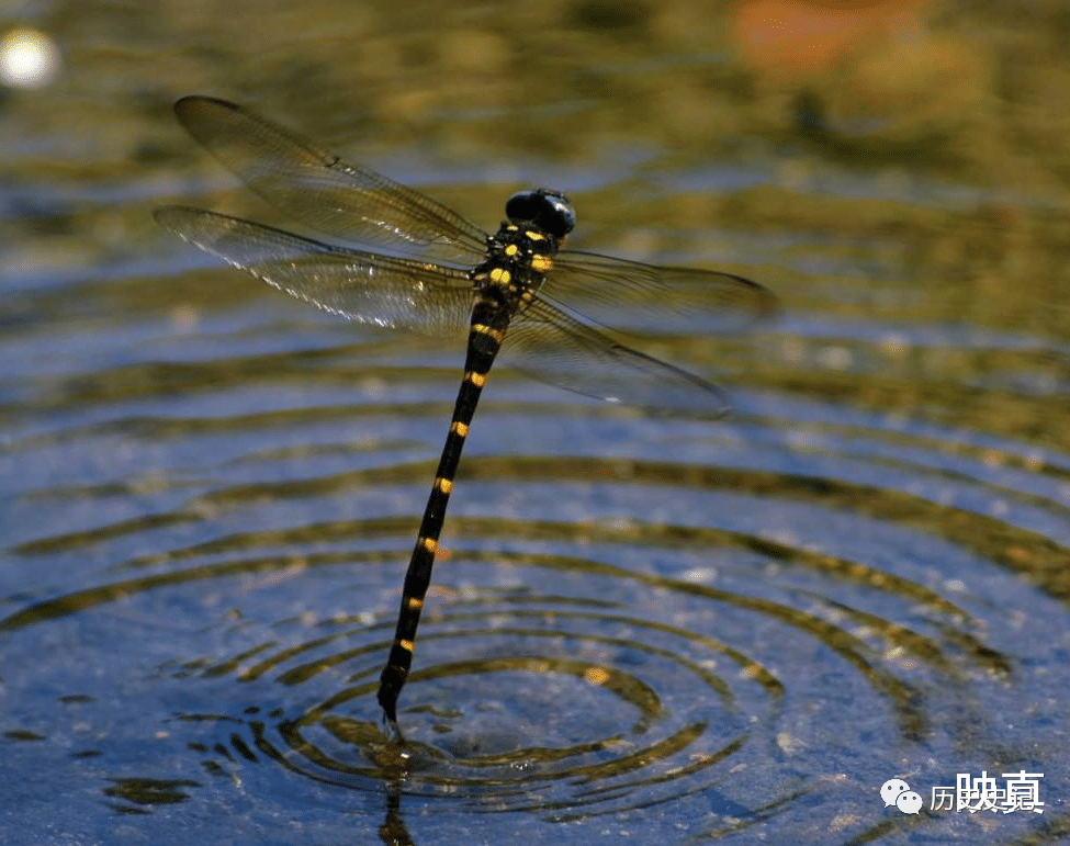 蜻蜓为何是飞行界的王牌？诡异的飞行，科学家研究多年依然头痛的图3
